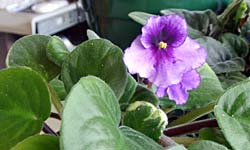 african_violet_01.jpg