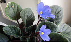 african_violet_02.jpg