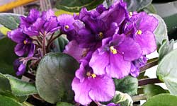 african_violet_03.jpg