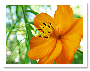 yellow_flower_01.jpg