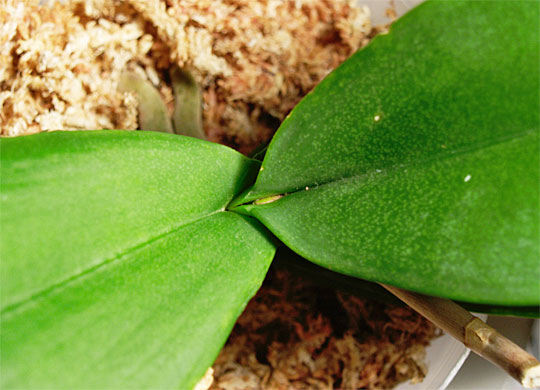 20111123orchid_01.jpg