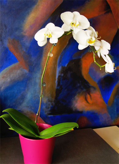 2011orchid_01.jpg