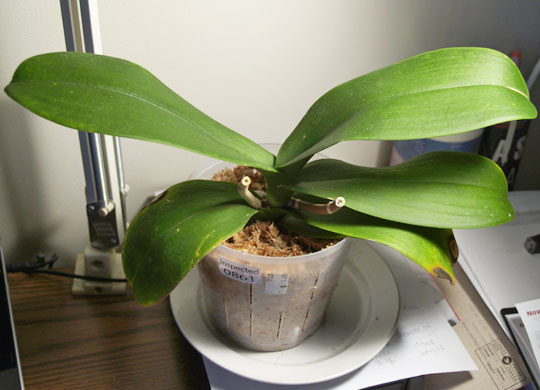 2011orchid_02.jpg