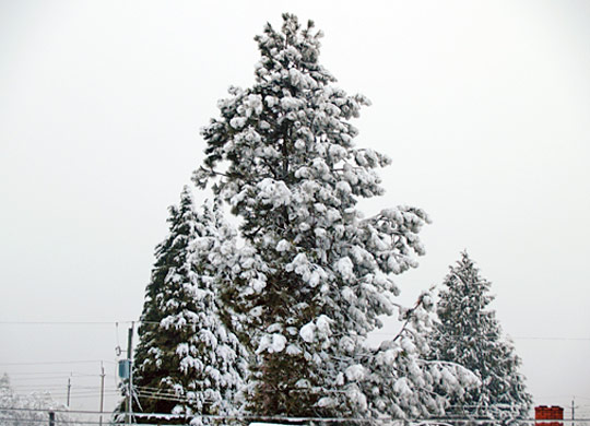 20120114_snow1.jpg