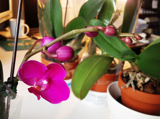 20131031_orchid.jpg
