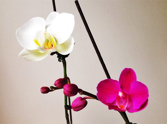 20150207_orchid.jpg