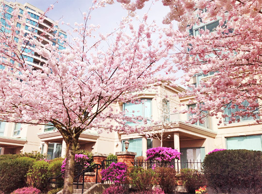 20150313_cherry_blossoms_01.jpg