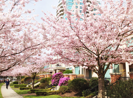 20150313_cherry_blossoms_02.jpg