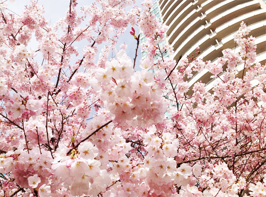 20150313_cherry_blossoms_03.jpg