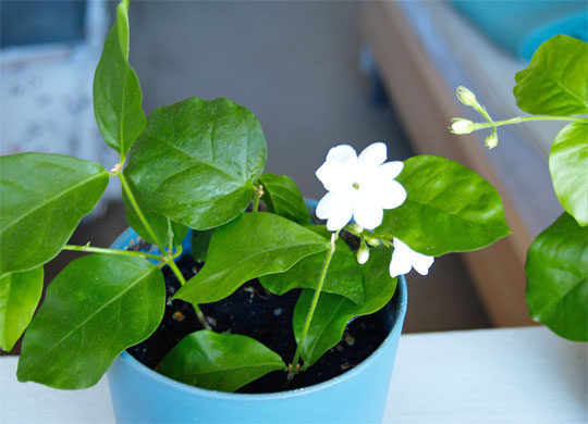 arabian_jasmine_03.jpg