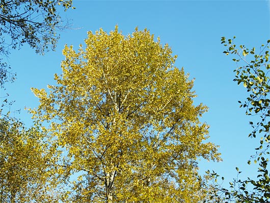 autumn05.jpg