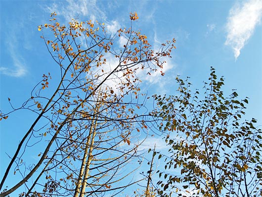 autumn06.jpg