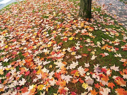 autumn13.jpg