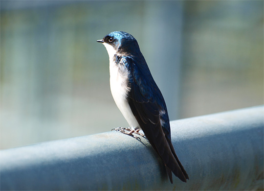 bird02_20100411.jpg