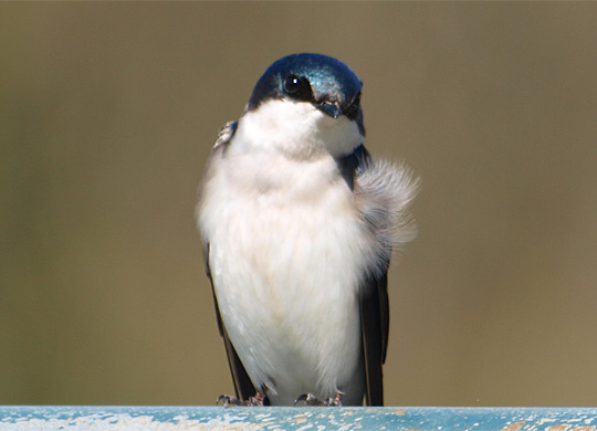 bird03_20100411.jpg