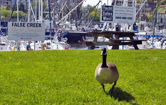 canadian_geese01.jpg