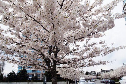 cherry_blossoms01.jpg