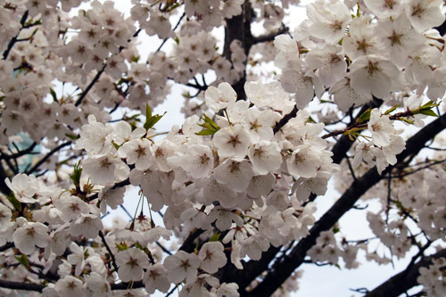 cherry_blossoms02.jpg