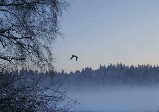 deerlake2008_snow05.jpg