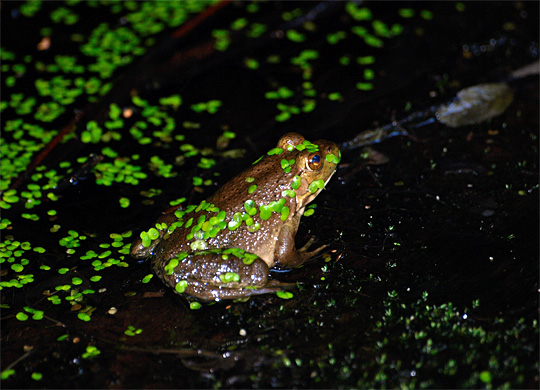 deerlake2009_07.jpg