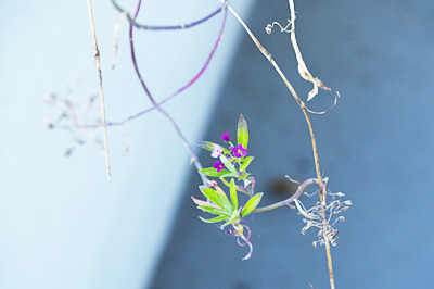 littleflower.jpg
