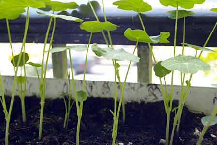 nasturtium01.jpg