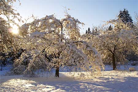 snow2006_08.jpg