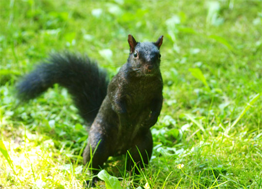 squirrel_004.jpg