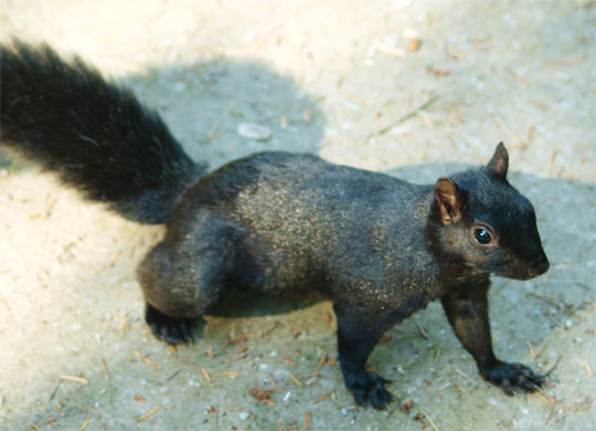 squirrel_005.jpg