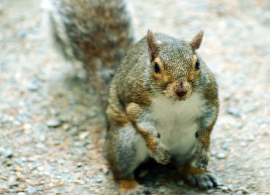 squirrel_006.jpg