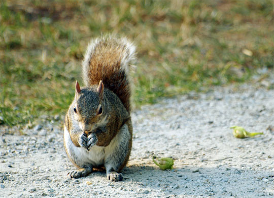 squirrel_010.jpg