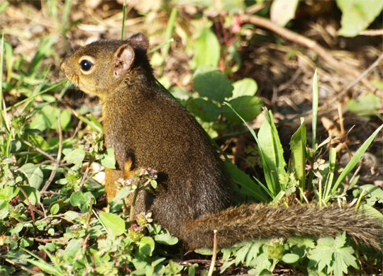 squirrel_011.jpg