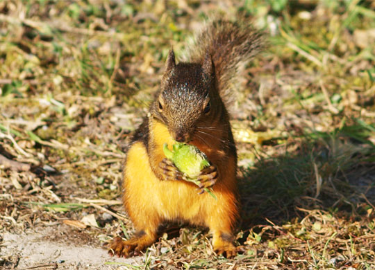 squirrel_012.jpg