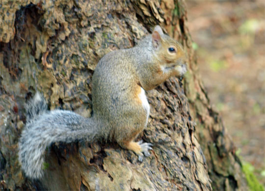 squirrel_013.jpg