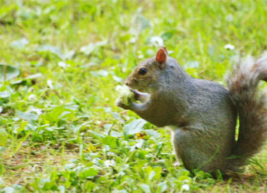 squirrel_014.jpg