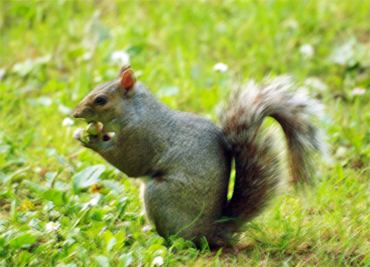 squirrel_015.jpg