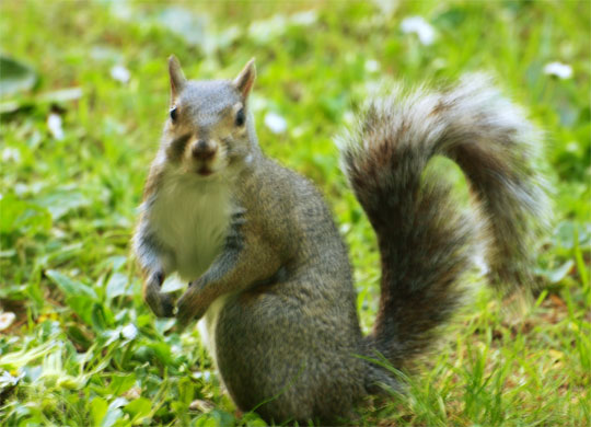 squirrel_016.jpg