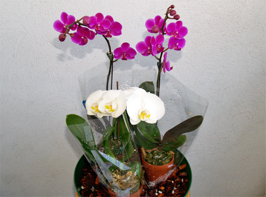 20130224_orchid_lastyear.jpg