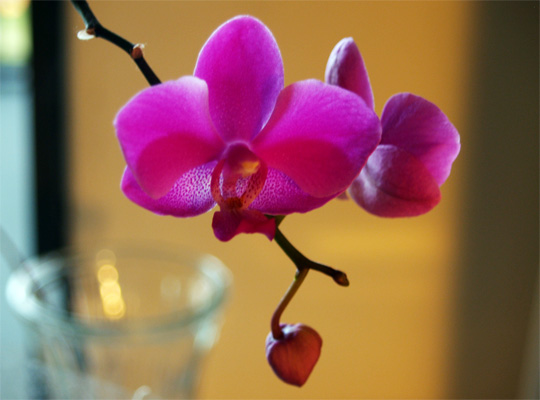 20130224_orchid_lastyear2.jpg