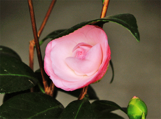 20130301_camellia_03.jpg