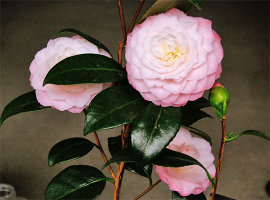 20130301_camellia_05.jpg