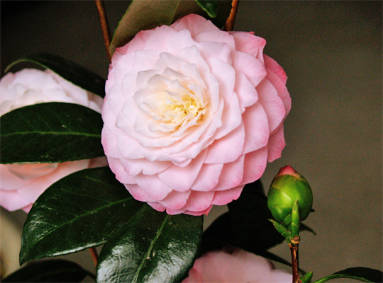 20130301_camellia_06.jpg