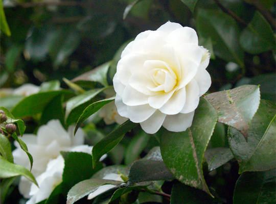 20130301_camellia_montego.jpg