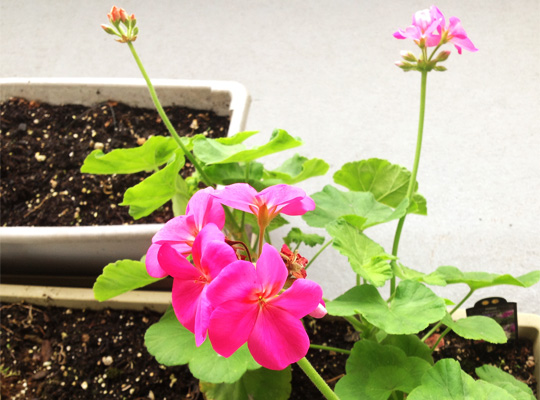 20131124_flowers01.jpg