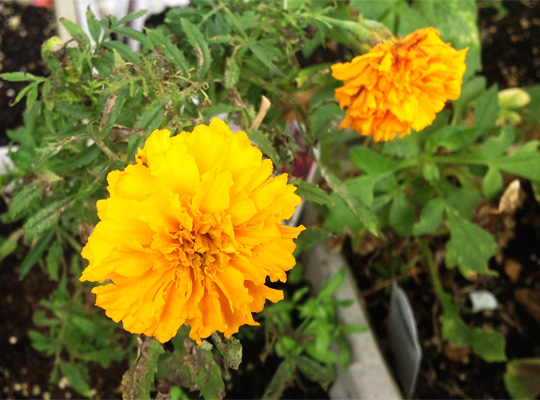 20131124_flowers03.jpg