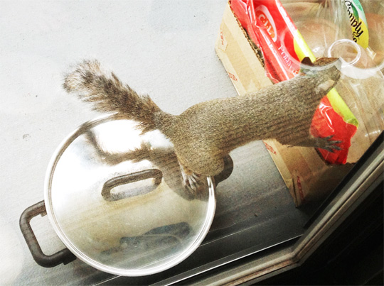 20140706_squirrel.jpg