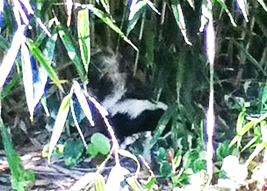 20140709_skunk.jpg