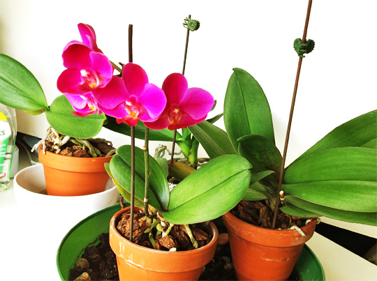 20140717_orchid.jpg