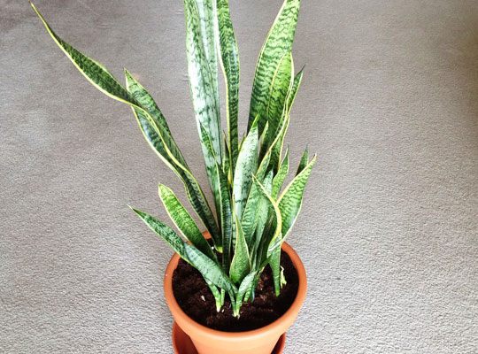 20150128_sansevieria.jpg