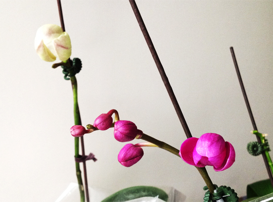 20150206_orchid.jpg